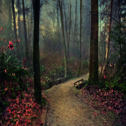 whispering_forest_by_ferice-d2ala12.png