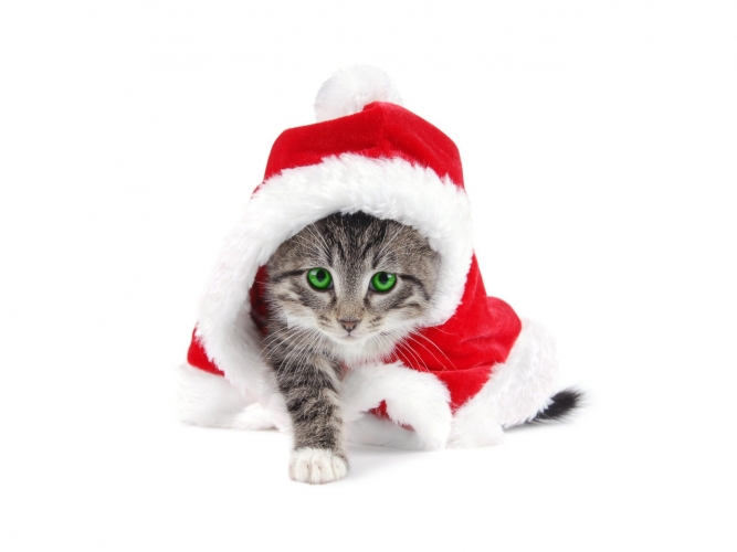 christmas-cat-1280-960-4692.jpg