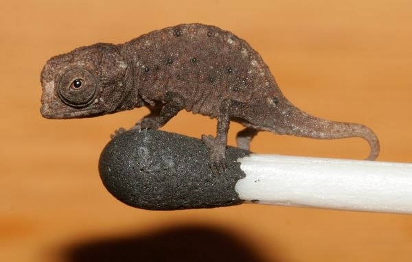 brookesia-micra.jpg