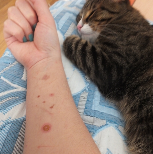 только мошки на хвосте 026.JPG