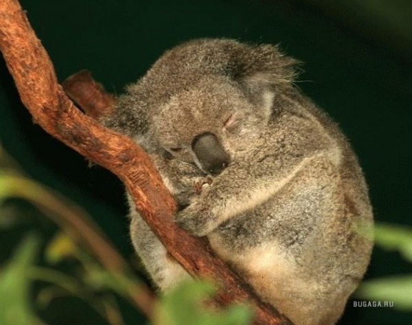 1169720208_koala.jpg